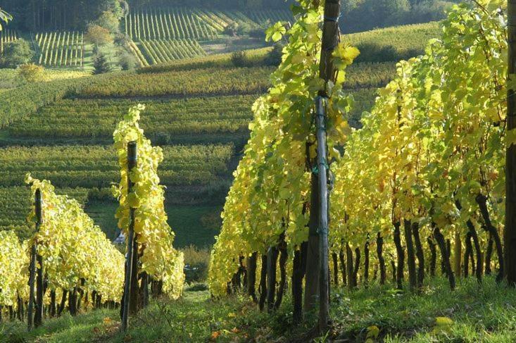 Magnifique Gite Le Clos Des Pierres Route Des Vins D'Alsace Beblenheim Exterior photo